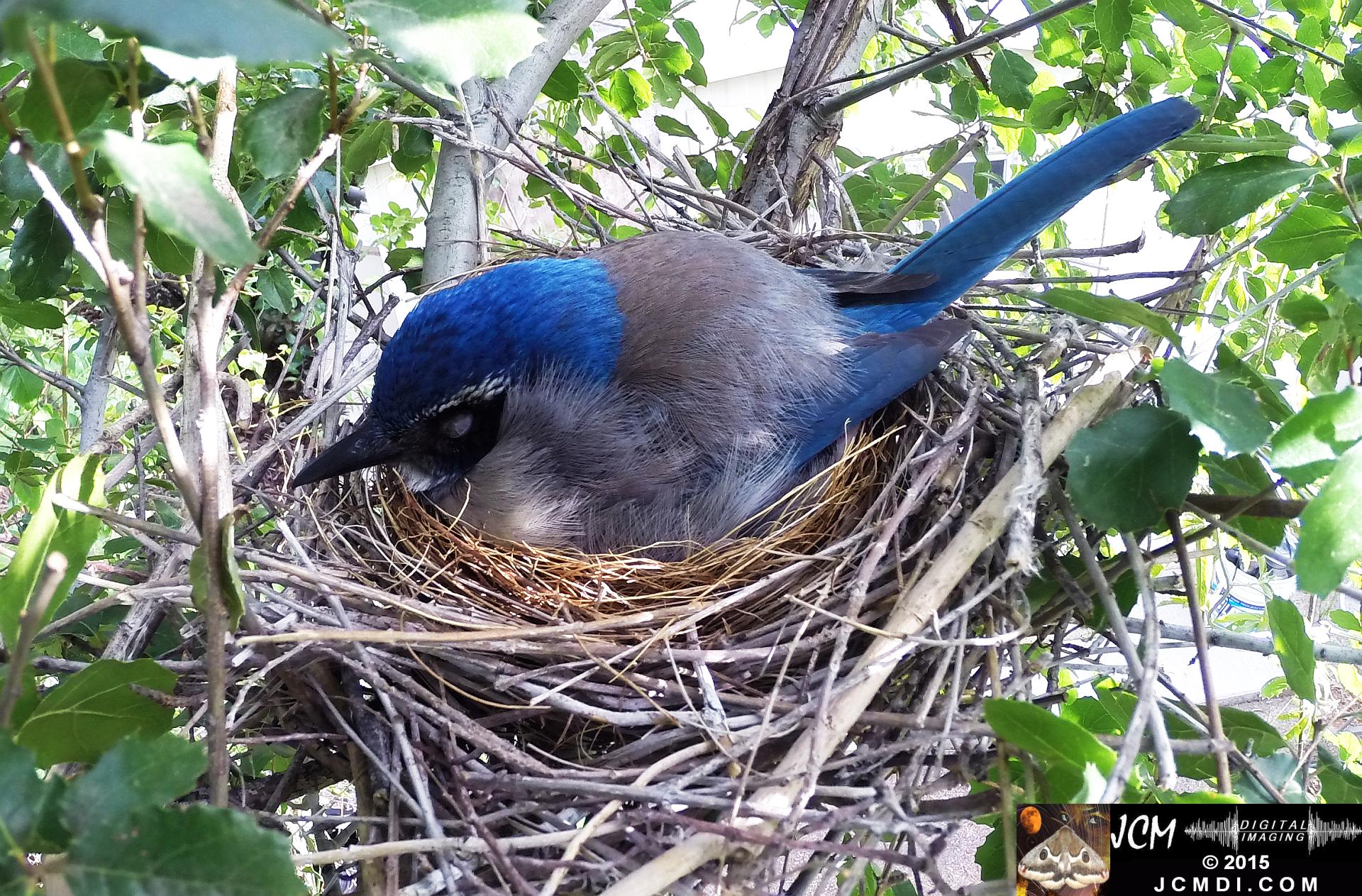 Scrub jay Snoozing on nest santa clarita jcmdi.com